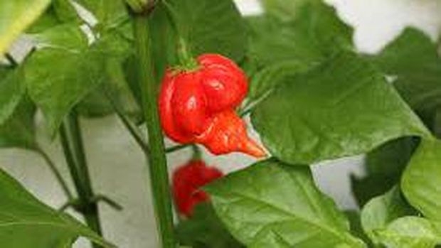 Trinidad Scorpion Butch T Chili Peppers (Wikipedia)