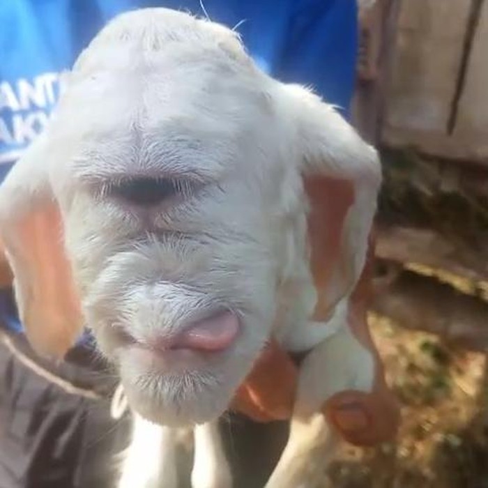 Domba bermata satu di Cianjur