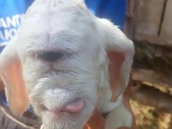 Heboh Domba Mata Satu di Cianjur, Bukan Dajjal Tapi Cyclopia