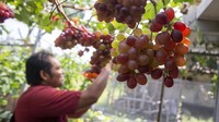 Anggur-anggur tersebut dijual mulai Rp100 ribu per kilogram.   