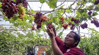 Sekitar 20 jenis anggur impor dibudidayakan dengan memanfaatkan lahan sempit di permukiman.