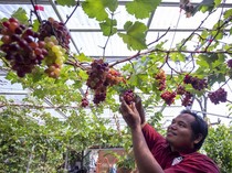 Geliat Budi Daya Anggur Impor di Indramayu