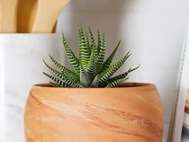 Deretan Tanaman Irit Air, Punya Tempat Penyimpanan Khusus