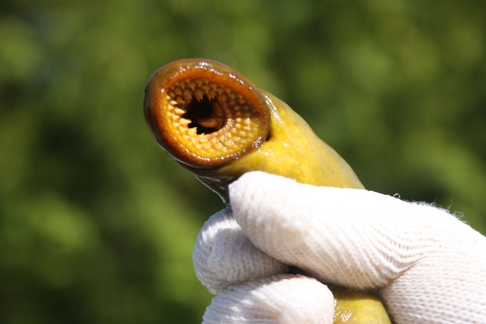 ikan lamprey.