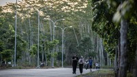 TH2TI memiliki 50 ribu pohon dengan luas lahan tanam mencapai 90 hektare.