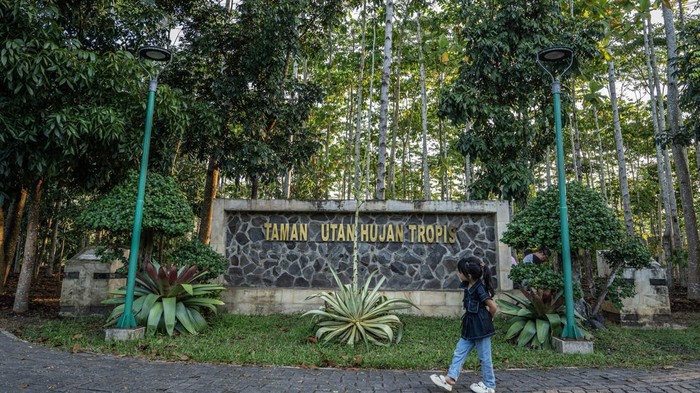 Indahnya Taman Hutan Hujan Tropis Indonesia di Kalsel Foto udara suasana Taman Hutan Hujan Tropis Indonesia (TH2TI) di Perkantoran Pemerintah Provinsi Kalimantan Selatan, Banjarbaru, Kalimantan Selatan, Minggu (28/07/2024). TH2TI yang memiliki koleksi 50 ribu pohon dengan luas lahan tanam mencapai 90 hektare tersebut merupakan upaya pemerintah setempat untuk mempertahankan kebaradaan tanaman hutan endemik dan menjadi percontohan pembangunan hutan kota berkelanjutan (forest city) di Ibu Kota Nusantara (IKN). ANTARA FOTO/Bayu Pratama S/Spt.