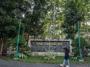 Kenali Forest Bathing, Metode Jepang Kuno untuk Kesehatan Mental dan Fisik