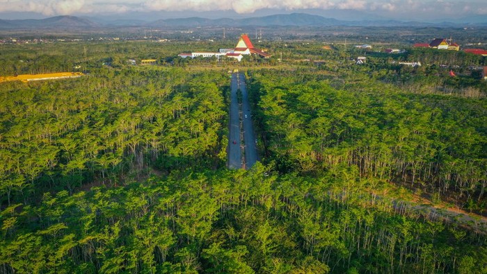 Foto udara suasana Taman Hutan Hujan Tropis Indonesia (TH2TI) di Perkantoran Pemerintah Provinsi Kalimantan Selatan, Banjarbaru, Kalimantan Selatan, Minggu (28/07/2024). TH2TI yang memiliki koleksi 50 ribu pohon dengan luas lahan tanam mencapai 90 hektare tersebut merupakan upaya pemerintah setempat untuk mempertahankan kebaradaan tanaman hutan endemik dan menjadi percontohan pembangunan hutan kota berkelanjutan (forest city) di Ibu Kota Nusantara (IKN). ANTARA FOTO/Bayu Pratama S/Spt.