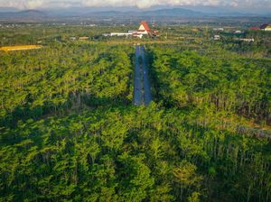 Hutan dan Perang: dari Benteng Alam hingga Pertahanan Ekologis