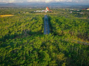 Pohon Ulin, Si Kayu Besi dari Kalimantan