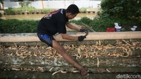 Seorang pedagang tengah mengupas kulit batang pohon pinang, Kamis (1/8/2024).  
