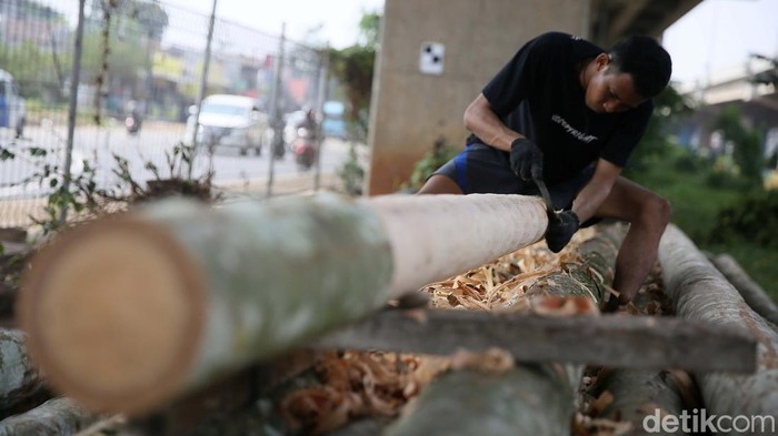 Jelang HUT RI, Batang Pohon Pinang Mulai Dijajakan Hari Kemerdekaan RI sebentar lagi datang. Pohon pinang pun mulai dijajakan.