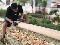 Jelang HUT RI, Batang Pohon Pinang Mulai Dijajakan