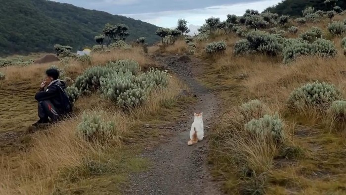 Kucing di kawasan Gunung Gede Pangrango
