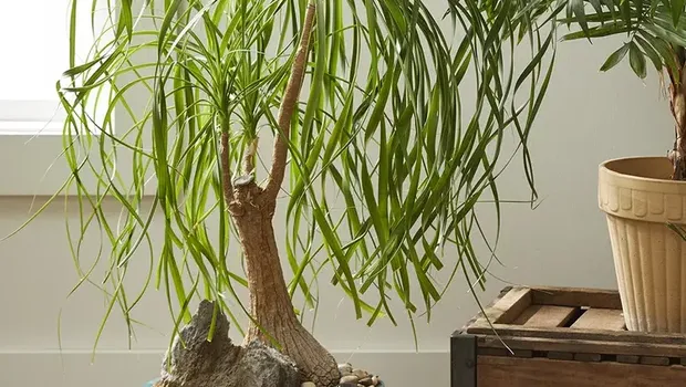 Nolina/Jacob Fox via Better Homes & Gardens Nolina.