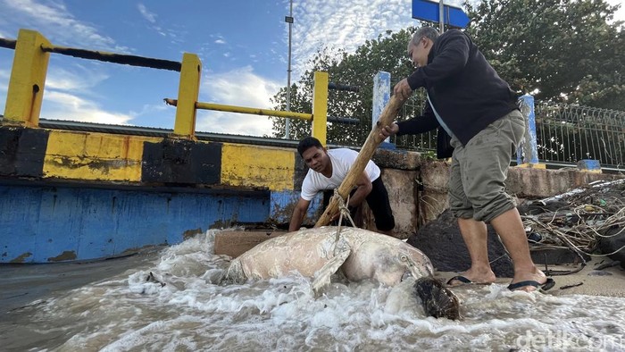 Penampakan pesut terdampar mati di kawasan pelabuhan Tanjung Kalian Mentok, Bangka Barat.