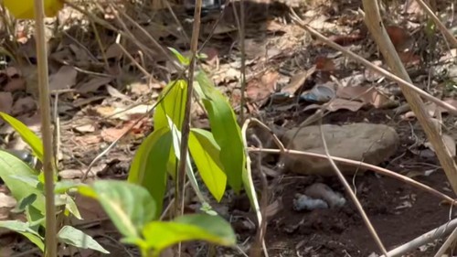 Olah TKP penemuan bayi sudah terkubur yang ditemukan warga Desa Kuta, Lombok Tengah.