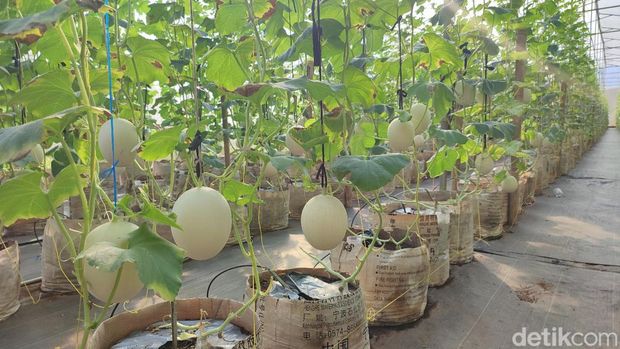 Ponpes Banyulana di Ciamis sukses budidaya melon premium.