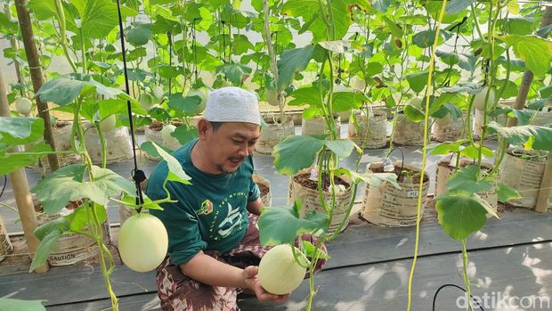 Ponpes Banyulana di Ciamis sukses budidaya melon premium.