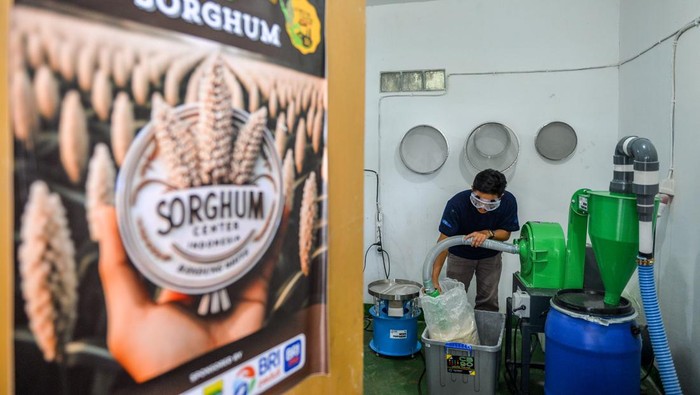 Pusat pengembangan sorgum di Indonesia Petugas menunjukkan hasil olahan sorgum di Sekemala Integrated Farming (Sein Farm), Ujung Berung, Bandung, Jawa Barat, Kamis (1/8/2024). Sein Farm Kota Bandung resmi ditunjuk sebagai pusat pengembangan sorgum di Indonesia yang dikelola oleh Pemerintah Kota Bandung dan Universitas Pasundan yang mampu memproduksi sorgum sebanyak 300 kilogram per bulan di atas lahan 3 hektare dan diolah menjadi beras, dan tepung serta menjadi alternatif pangan pengganti beras. ANTARA FOTO/Raisan Al Farisi/rwa.