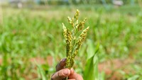 Petani merawat tanaman sorgum di kebun Sekemala Integrated Farming (Sein Farm), Ujung Berung, Bandung, Jawa Barat, Kamis (1/8/2024).  