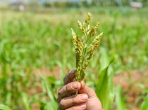 PLN Tanam Sorgum di Pelabuhan Ratu, Bisa Jadi Sumber Energi Baru