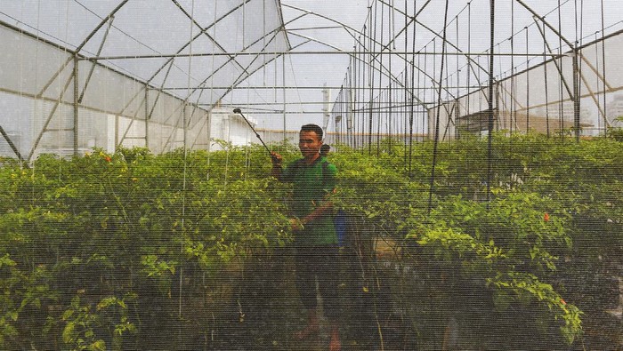 Pekerja Perumda Pasar Jaya melakukan perawatan di lahan kebun cabai pertanian perkotaan di atap gedung Pasar Mayestik, Jakarta, Kamis (1/8/2024). Pertanian perkotaan atau ”urban farming” banyak dilakukan di wilayah perkantoran, pasar, hingga permukiman sebagai solusi atas terbatasnya ruang hijau di Jakarta serta salah satu alternatif menjaga ketahanan pangan di ibu kota. ANTARA FOTO/Indrianto Eko Suwarso/tom.
