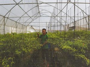 Ternyata Ada Kebun Cabai di Atap Gedung Pasar Mayestik