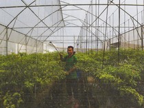 Ternyata Ada Kebun Cabai di Atap Gedung Pasar Mayestik