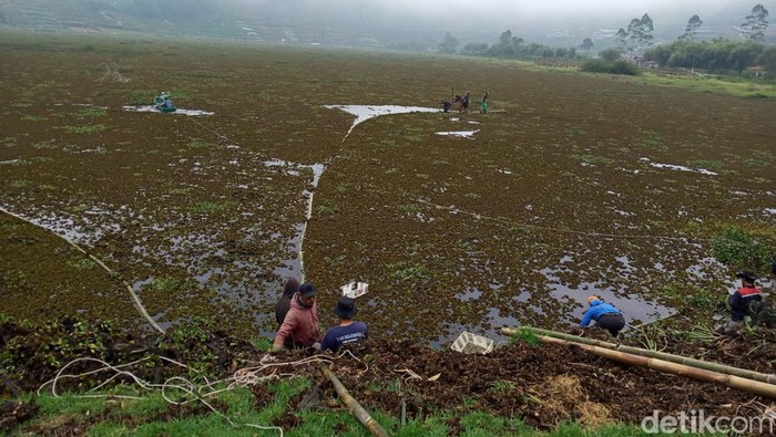 Warga Desa Karangtengah Kecamatan Batur, Banjarnegara membersihkan eceng gondok yang menutupi Telaga Merdada. Foto diunggah Kamis (1/8/2024).