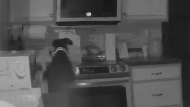 Anjing menyalakan kompor dan sebabkan kebakaran/Foto Emiliy Manley via Metro