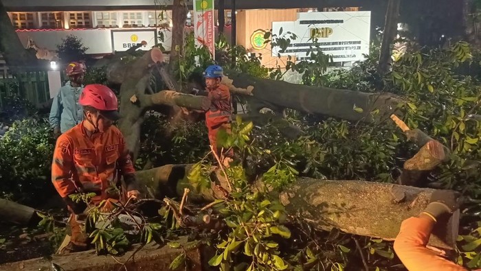 Hujan Lebat Sebabkan Dahan Pohon Raksasa Tumbang di Bogor, Lumpuhkan Lalu Lintas