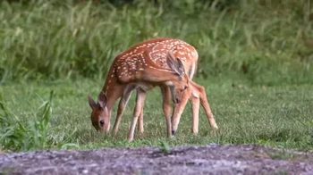Rusa ini seperti punya dua kepala dan 7 kaki.  Foto: Reddit