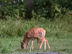 Bukan Hasil Photoshop Tapi Bikin Mata Tertipu
