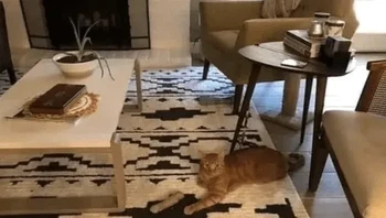 Jadi apakah kaki si kucing terpotong? Foto: Reddit