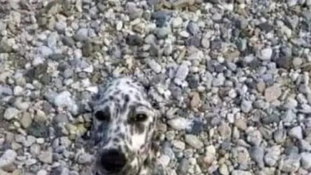 Anjing bak bunglon yang menyatu dengan sekitarnya. Foto: Reddit