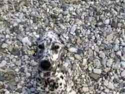 Bukan Hasil Photoshop Tapi Bikin Mata Tertipu