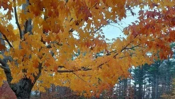 Ini bukan dua foto yang disatukan ya... Foto: Reddit