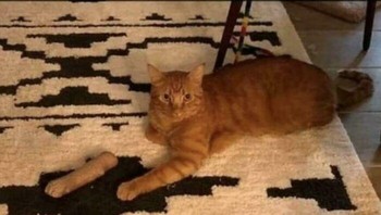 Kirain glitch in the matrix. Foto: atomicheart99 via Bored