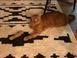 Foto yang Harus Dilihat Dua Kali Biar Nggak Salah Paham, Menipu Otak