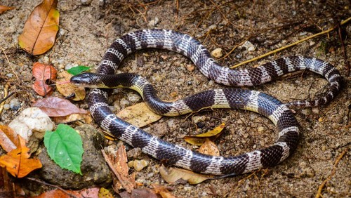 Ilustrasi ular weling