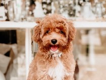 10 Kafe Nyaman dan Pet Friendly Buat Ajak Anabul Hangout