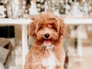 10 Kafe Nyaman dan Pet Friendly Buat Ajak Anabul Hangout
