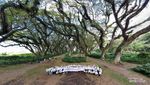 Eksotisnya De Djawatan, Hutan Lord of The Rings dari Banyuwangi
