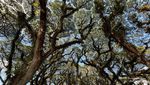 Eksotisnya De Djawatan, Hutan Lord of The Rings dari Banyuwangi