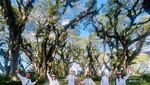 Eksotisnya De Djawatan, Hutan Lord of The Rings dari Banyuwangi