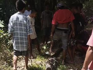 Ular Piton 8 Meter Mangsa Babi Hutan di Muna Barat, Dibunuh Warga-Dijual