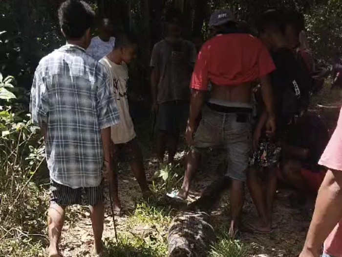 Warga Muna Barat bunuh ular piton 8 meter usai mangsa babi hutan.