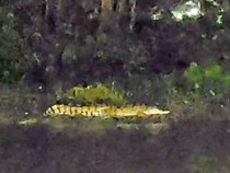 Reptil Besar Teror Warga Kedungpeluk, Jinak Saat Diberi Ikan Mujair