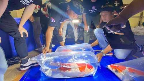 Buleleng Bali Koi Fesival 2023. (Dok. Pemkab Buleleng)